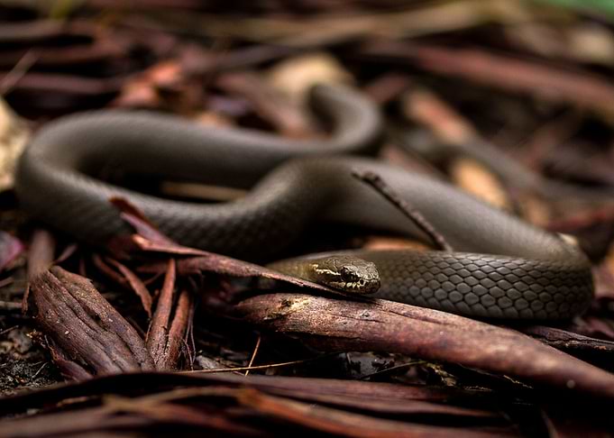 In the litter (Mash snake)