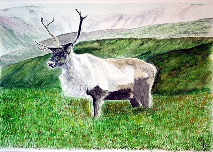 Reindeer