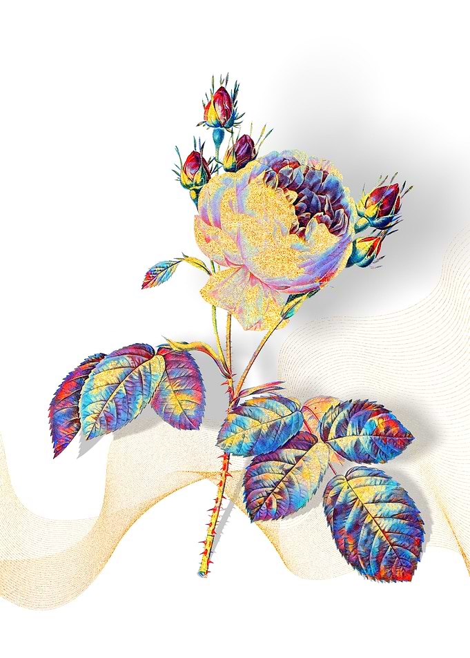 Prismatic Provence Rose