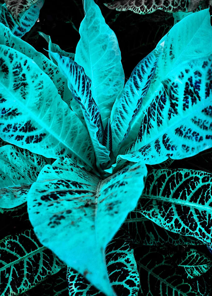 Cyan Leave