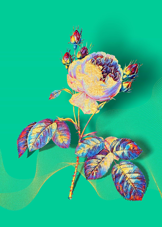 Prismatic Provence Rose