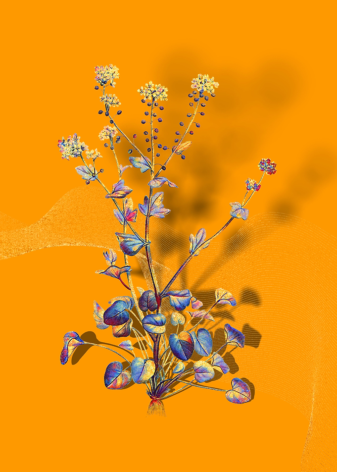 Prismatic Scurvy Grass