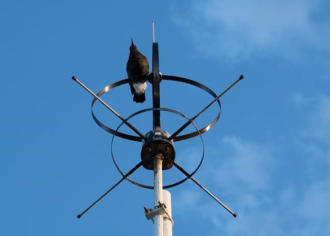 Magpie