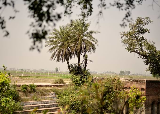 Palms Tree