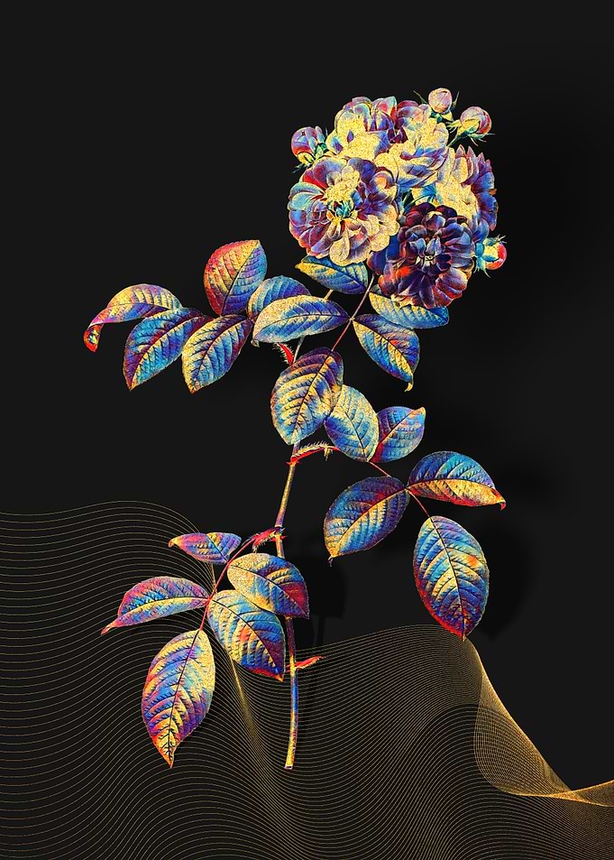 Prismatic 7 Sisters Rose