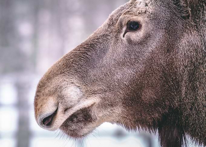 Moose
