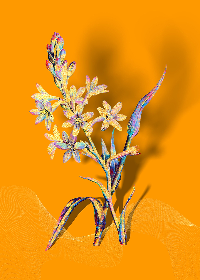 Prismatic Tuberose Flowers