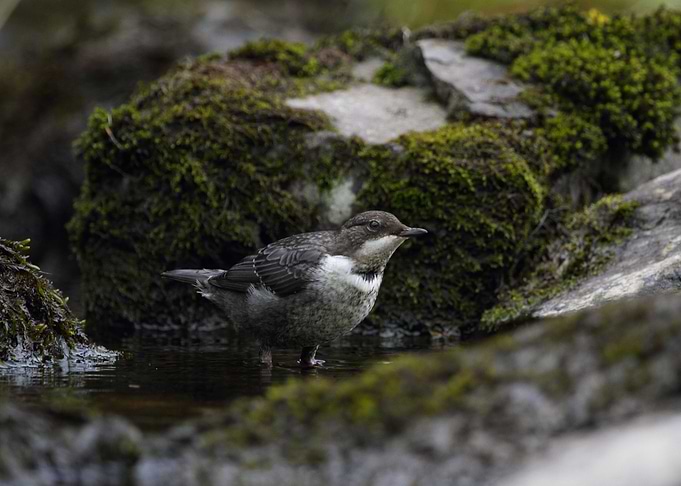European Dipper