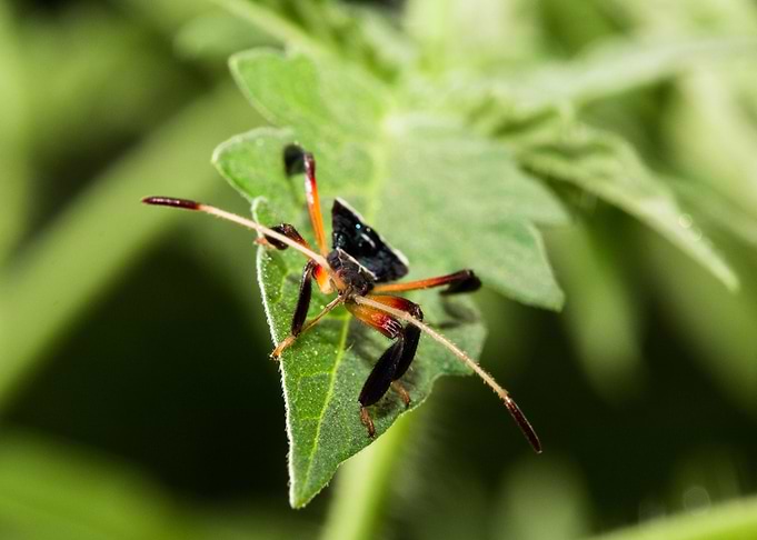 Journey (Leaf footed bug)