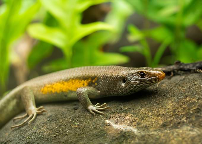 Sunshine (Bali sun skink)