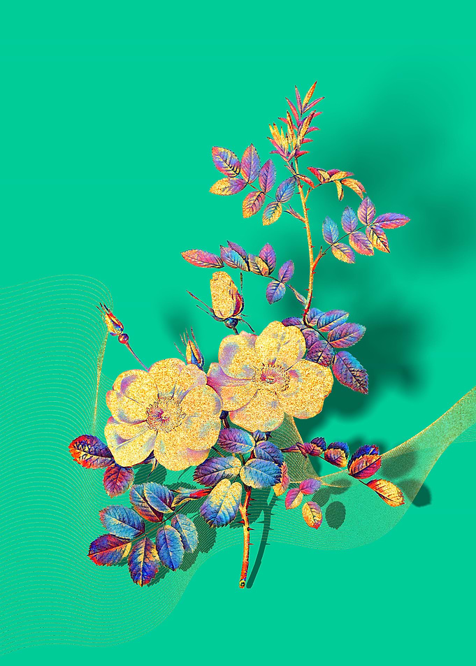 Prismatic Sweetbriar Roses