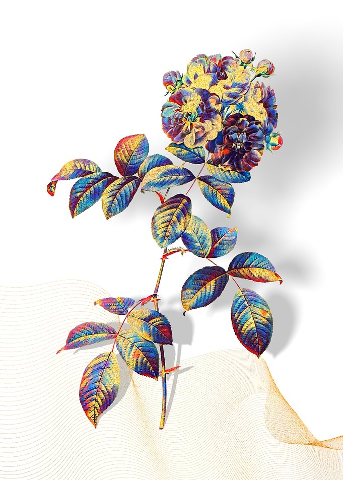 Prismatic 7 Sisters Rose