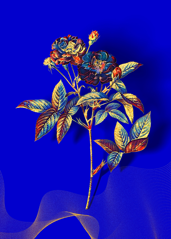 Prismatic Van Eeden Rose