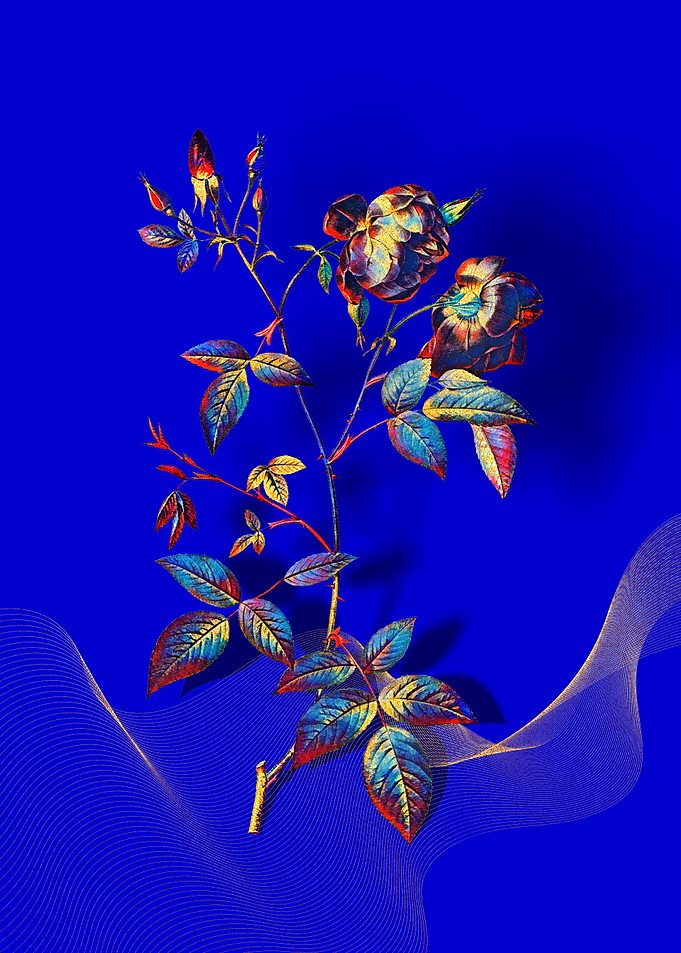 Prismatic China Rose