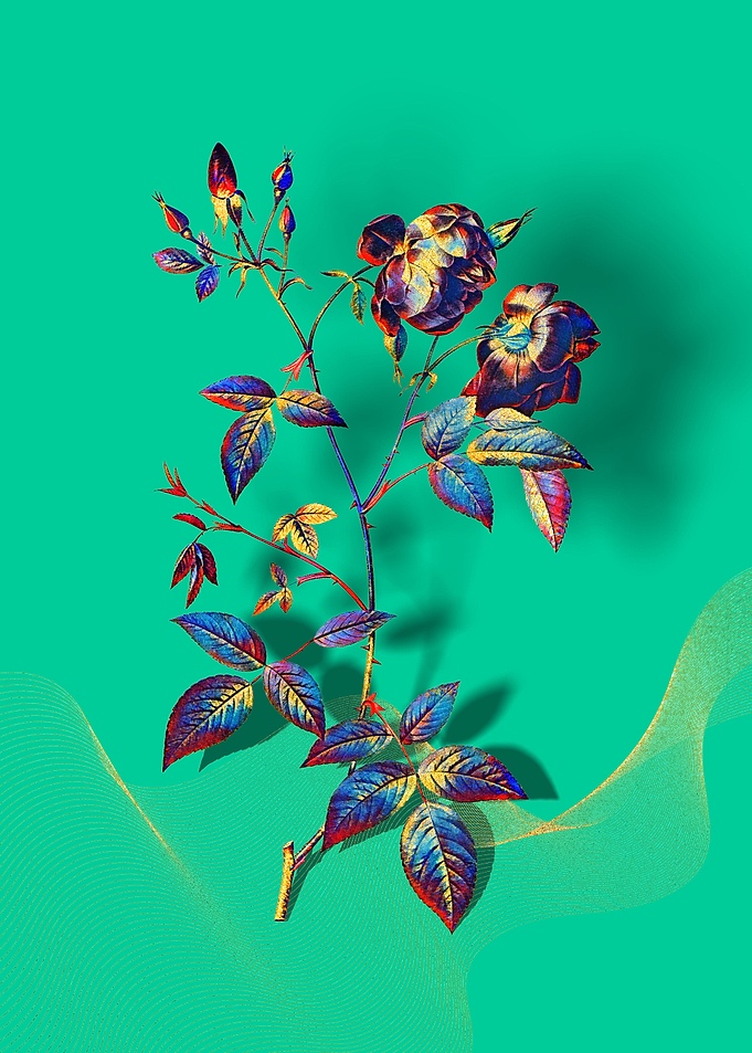 Prismatic China Rose
