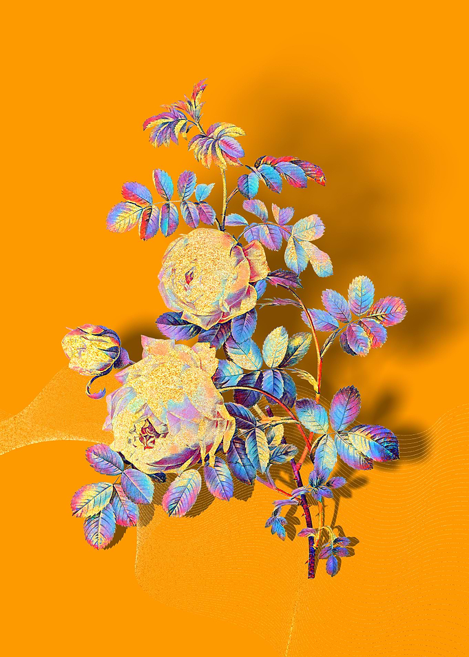 Prismatic Sulphur Rose