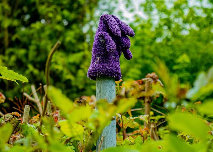 Purple Glove