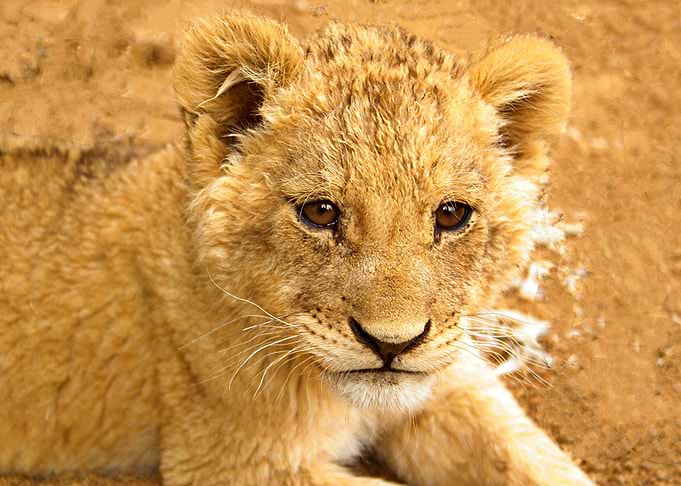 Cuteness Overload
