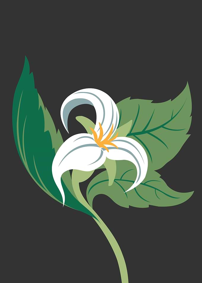 Catesbys Trillium