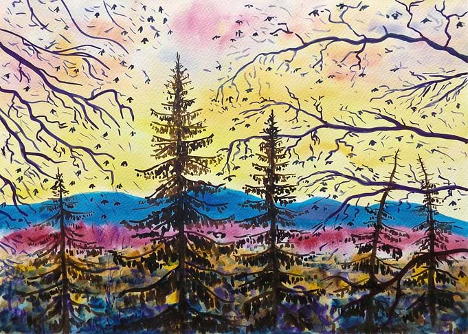 Mountain Fir