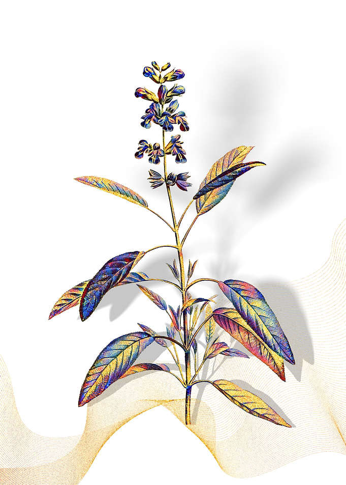 Prismatic Sage Plant