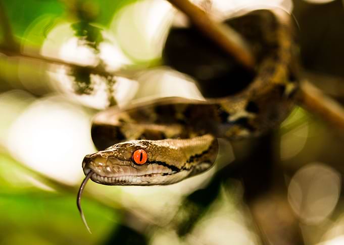 The eye (Python)