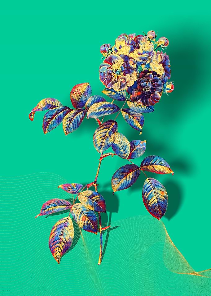 Prismatic 7 Sisters Rose