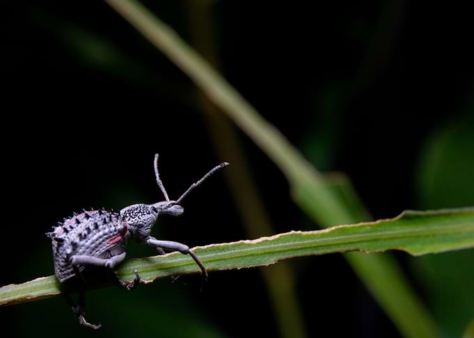 Wandering (Bug)