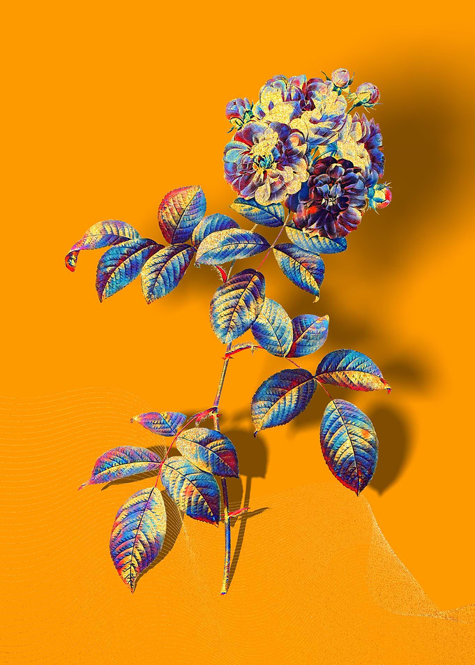 Prismatic 7 Sisters Rose