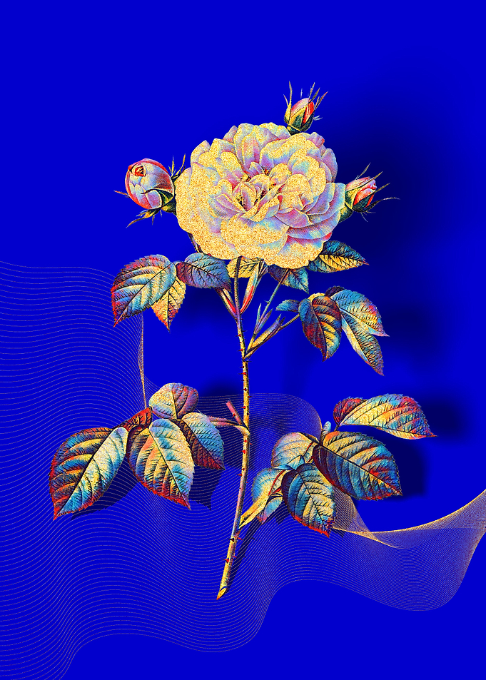 Prismatic Rose Alba