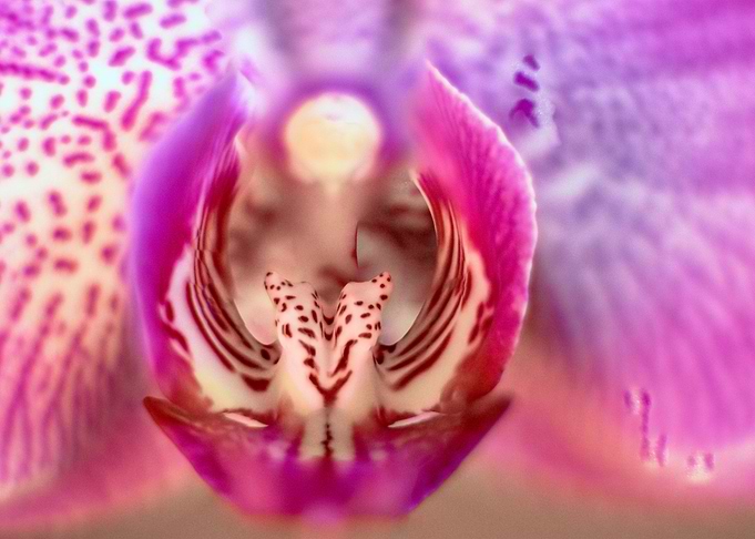 Pink Orchid Haze