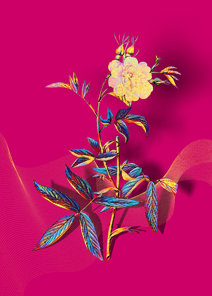 Prismatic Rose of York