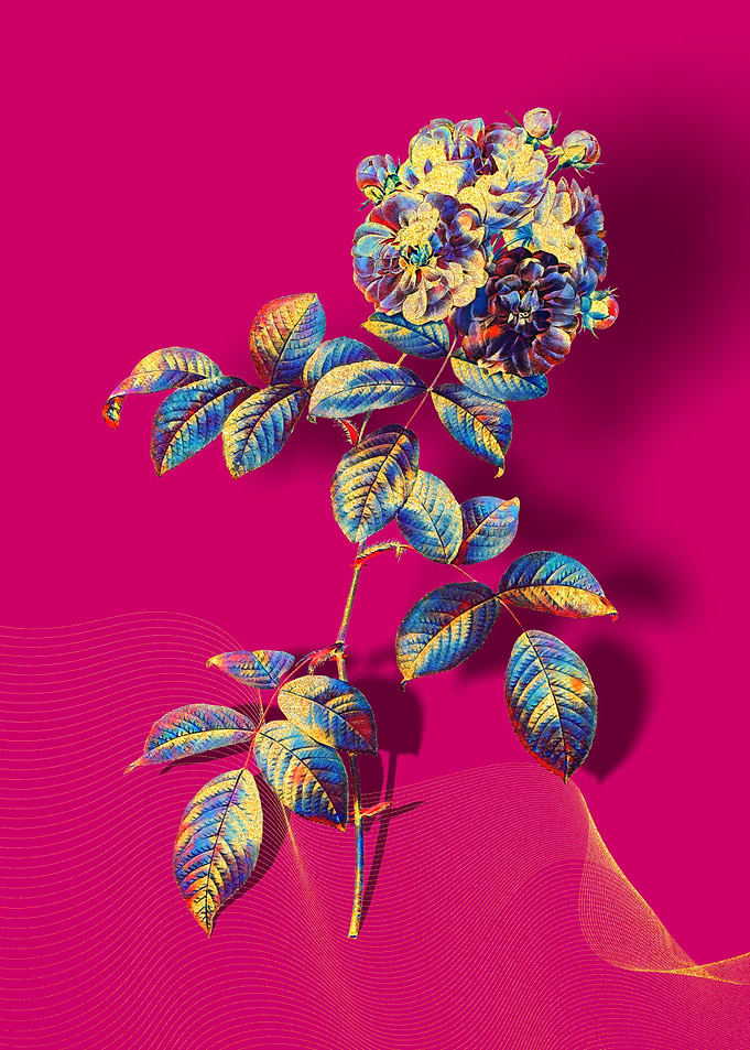 Prismatic 7 Sisters Rose