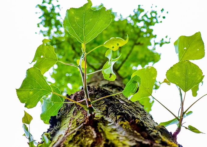 Young Tree