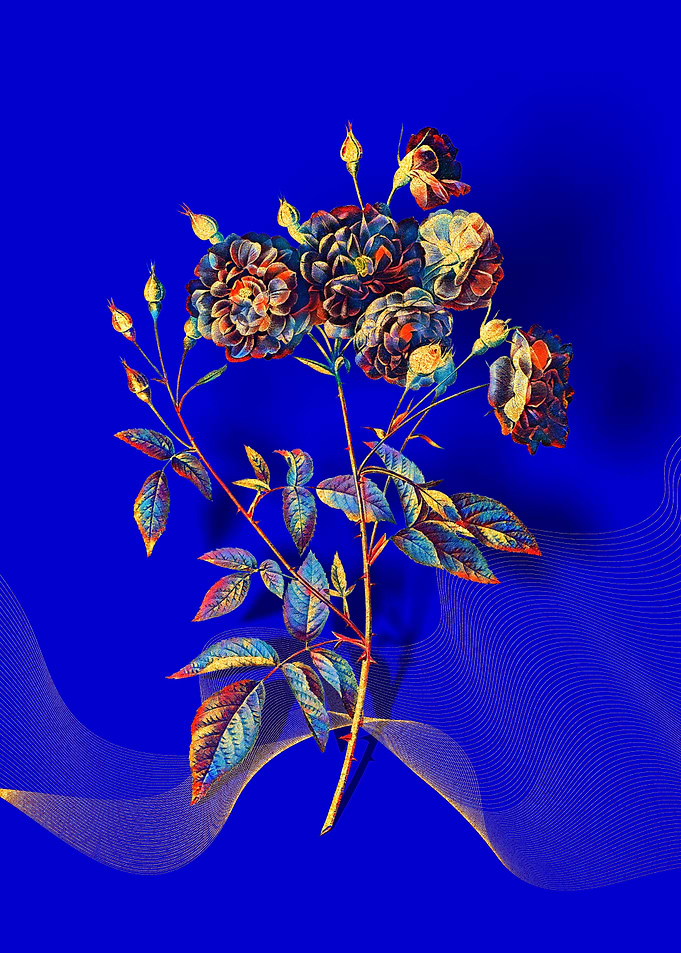Prismatic Ternaux Rose