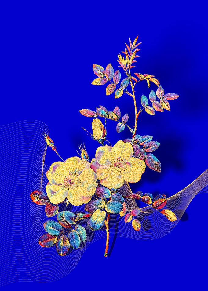Prismatic Sweetbriar Roses