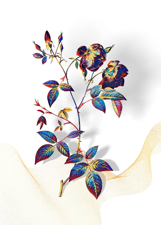 Prismatic China Rose