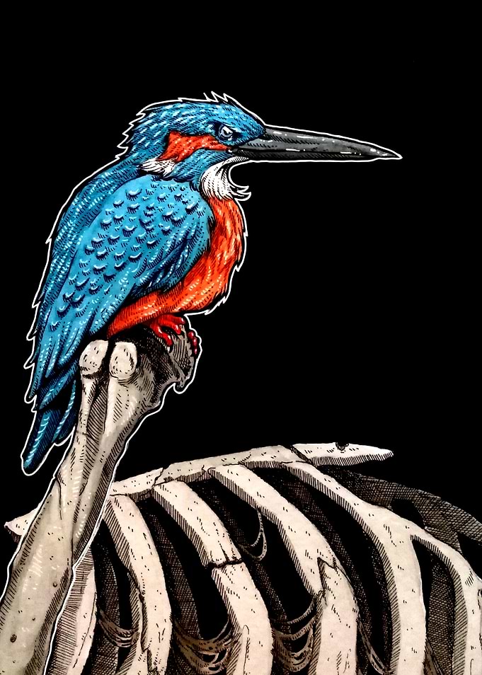 Kingfisher