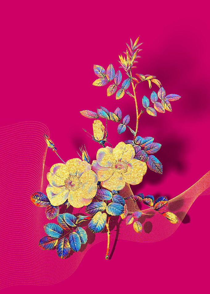 Prismatic Sweetbriar Roses