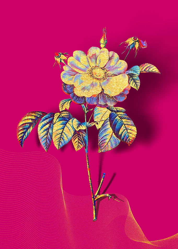 Prismatic Provins Rose