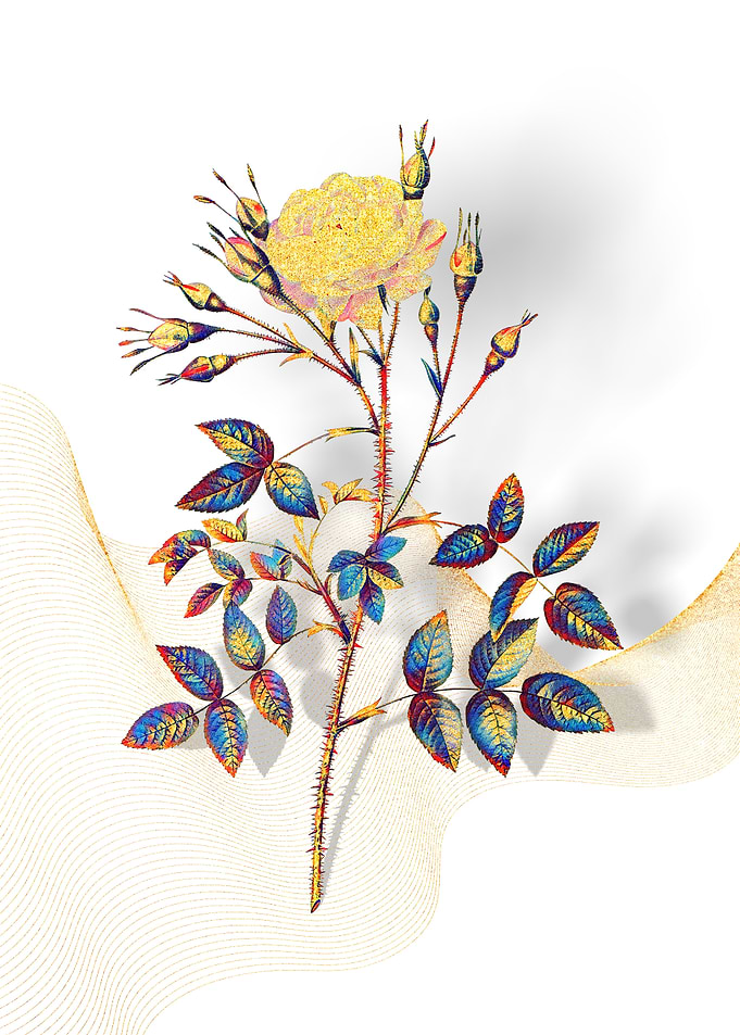 Prismatic Rose Rosenberg