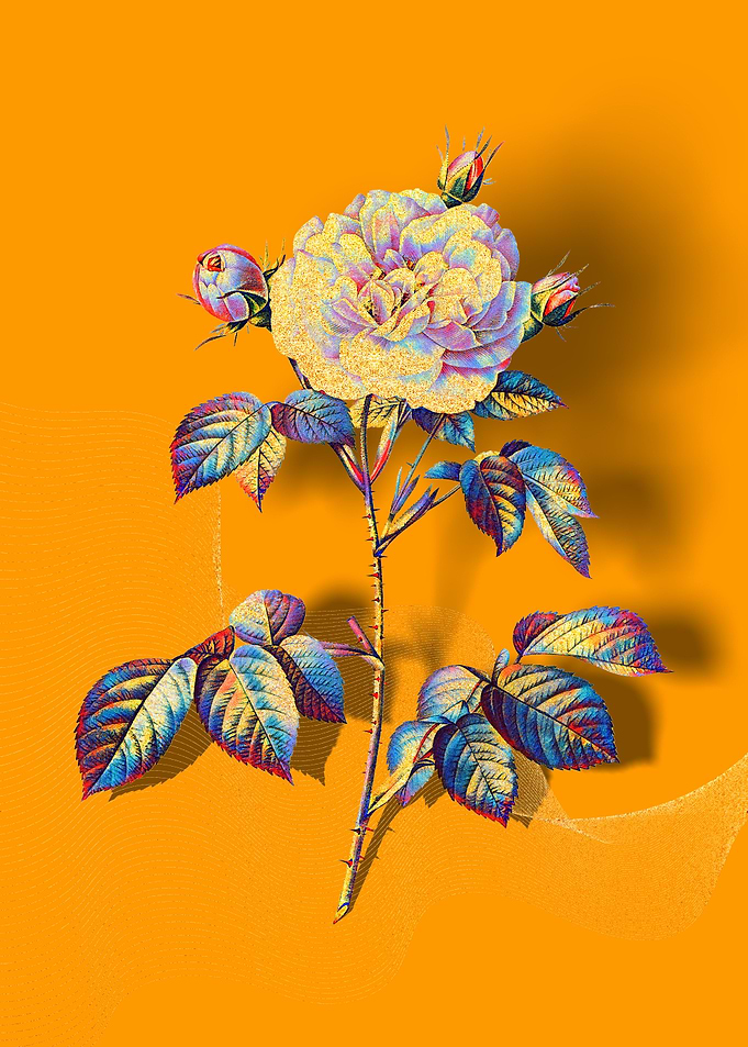Prismatic Rose Alba
