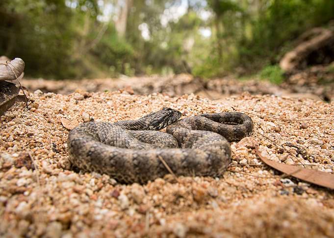 Lurking (Death adder)