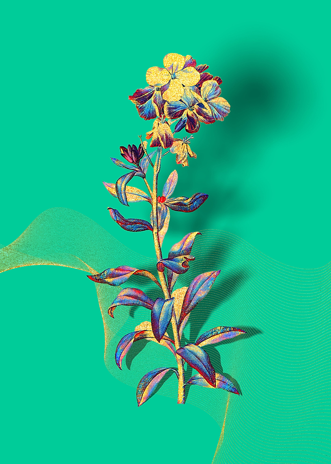 Prismatic Yellow Wallflowe