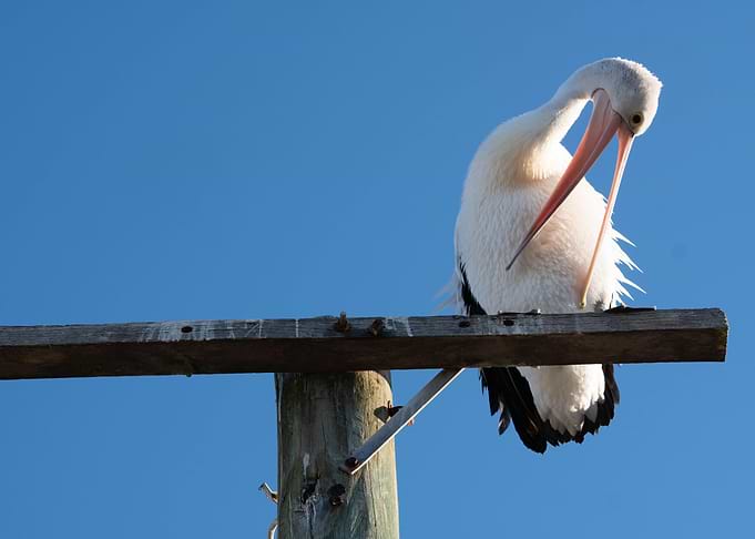 Pelican