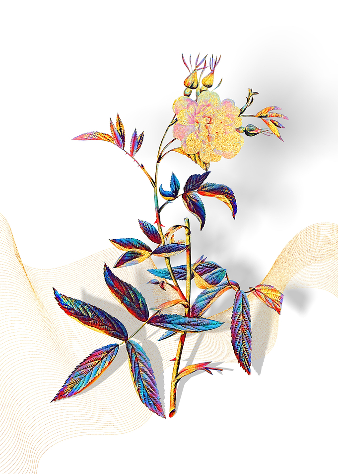 Prismatic Rose of York