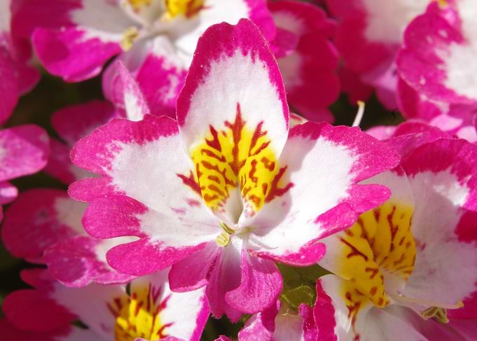 Tropical Orchids