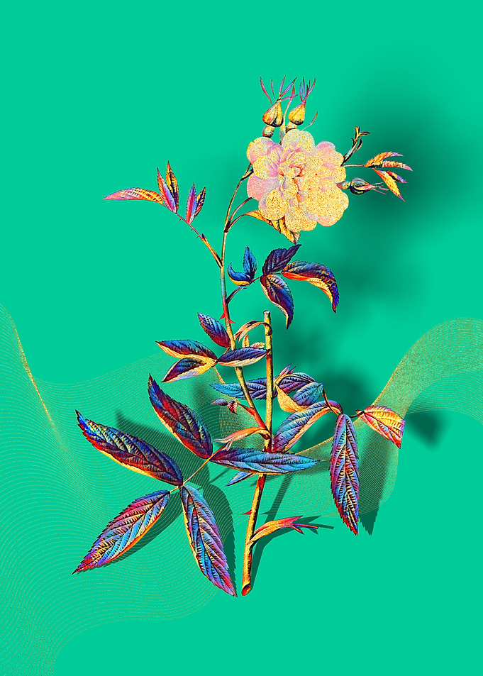 Prismatic Rose of York