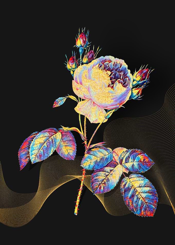 Prismatic Provence Rose