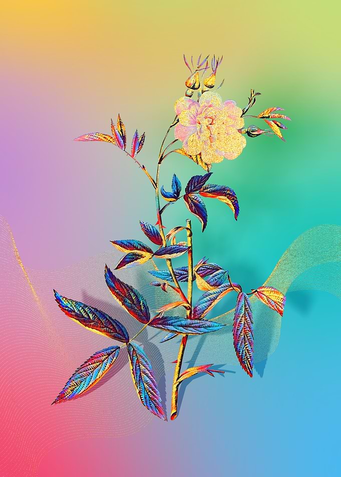 Prismatic Rose of York